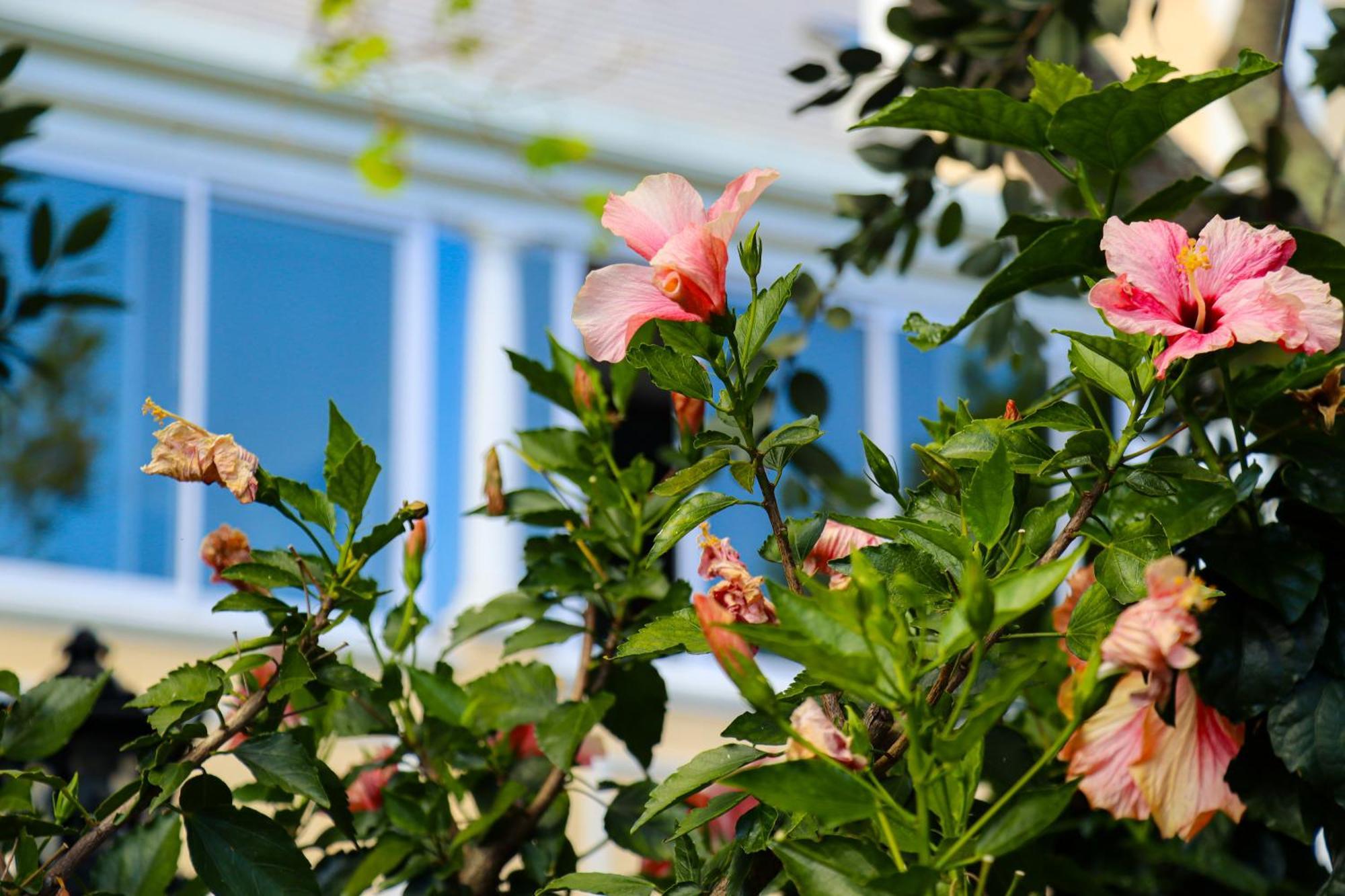 Carmichael House Boutique 4*